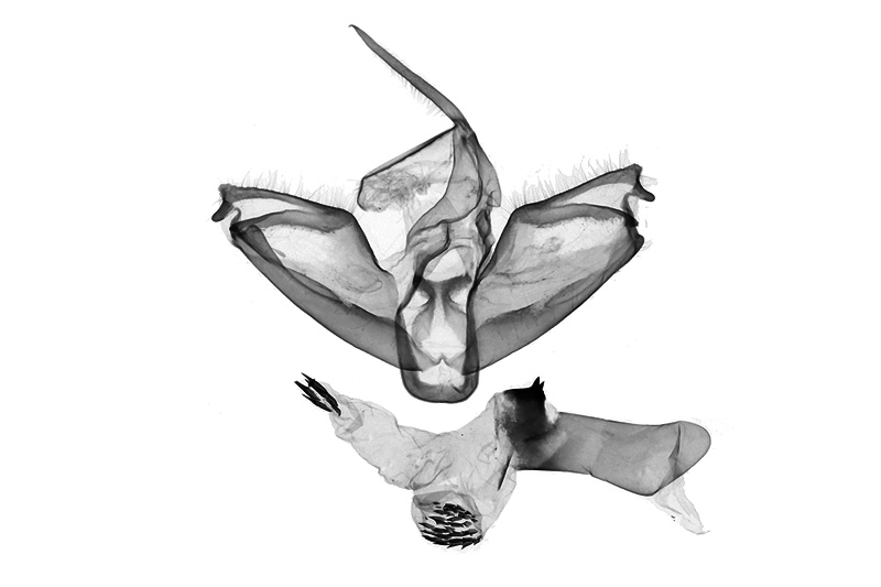 Nephelomilta karenkonis Male